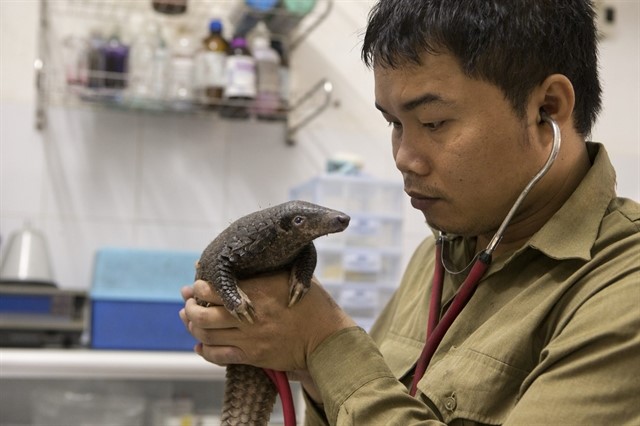 thai20checks20a20pangolin20in20his20centre20in20ninh20binh20province Thái checks a pangolin in his centre in Ninh Bình Province. — Photo courtesy of Save Vietnam's Wildlife